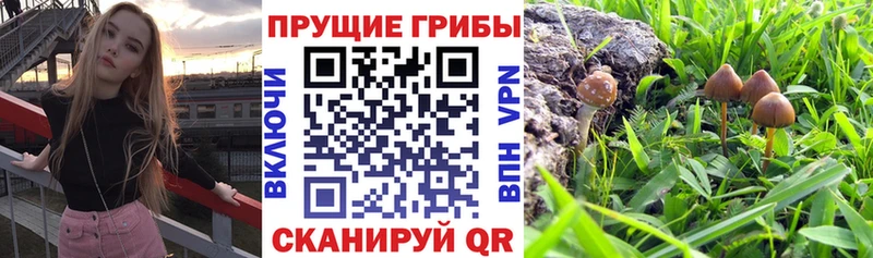 omg ONION  где найти   Торжок  Галлюциногенные грибы MAGIC MUSHROOMS 